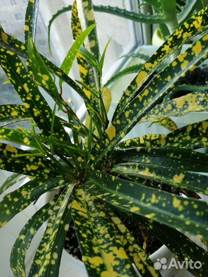 Кротон Gold Star