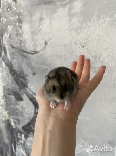 Джунгарский хомяк бесплатно