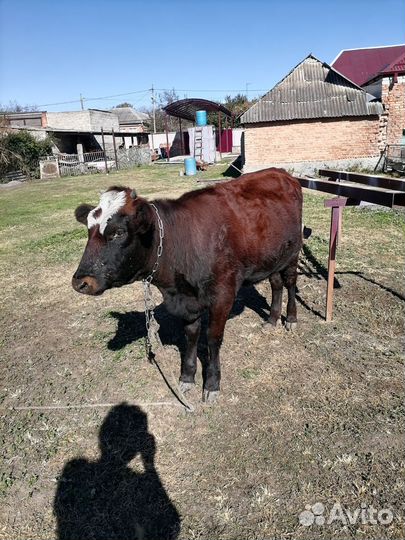 Телка 10 месяца