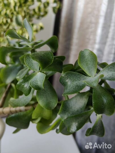 Комнатные растения