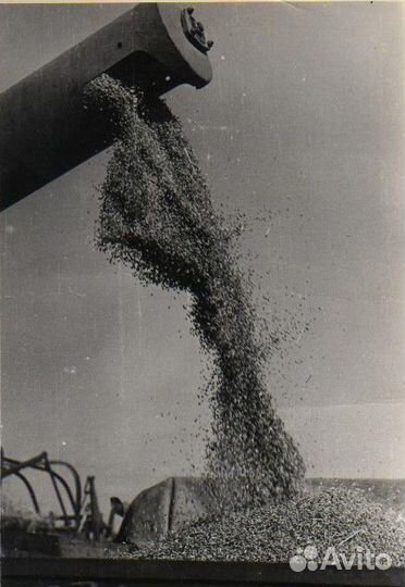 Зерно пшеница