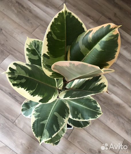 Фикус эластика тинеке 83см