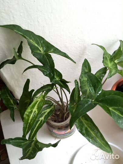 Сингониум Панда