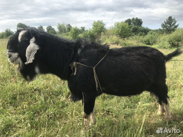Продажа коз, козлят, козочек, козлов