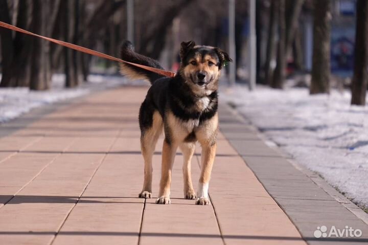 Арчи - умный пёс с непростой судьбой в добрые руки