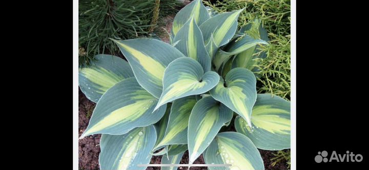 Хоста Либерти, Катерина и др сорта. Астильбы