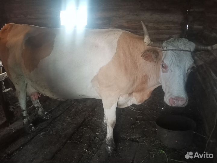 Корова дойная торг. Телята