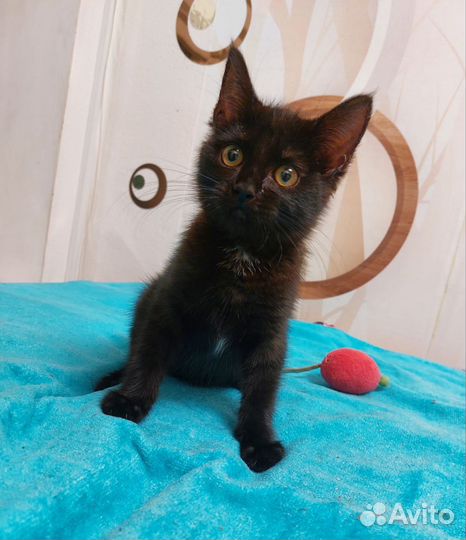 Кошки в добрые руки бесплатно