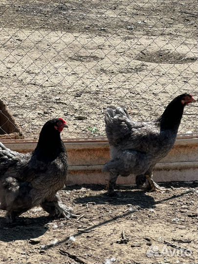 Инкубационное яйцо кур брама