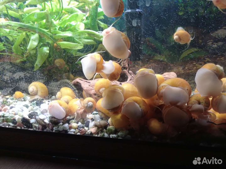 Улитки аквариумные ампулярии