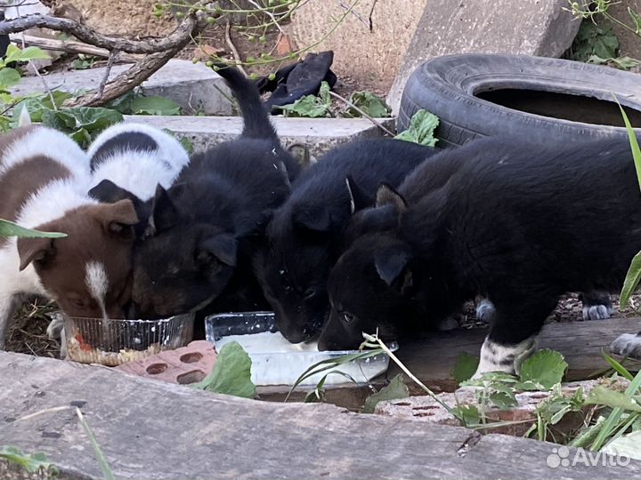 Очень красивые щенки