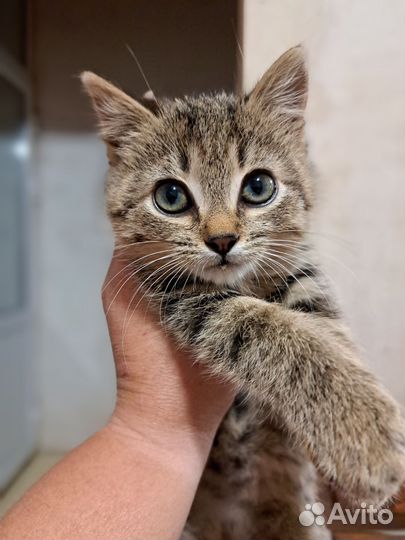 Кошка в дар