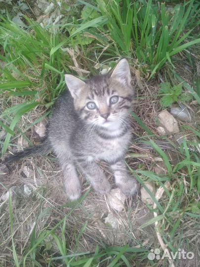 Котята в добрые руки бесплатно