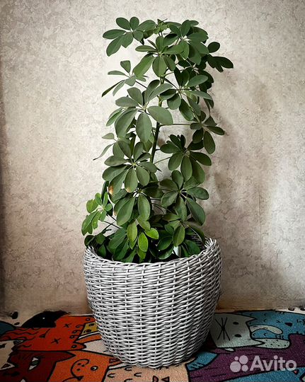 Кашпо из ротанга