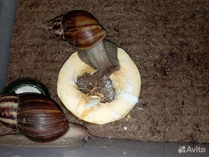 Улитята Ахатина и Взрослые улитки Ахатина