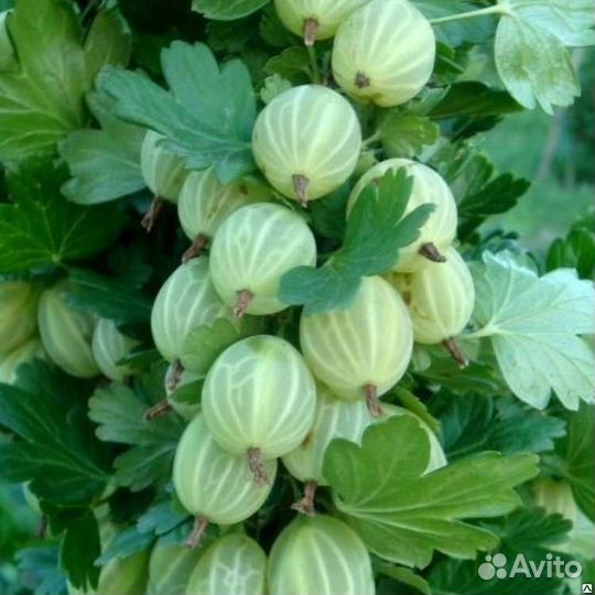 Крыжовник саженцы