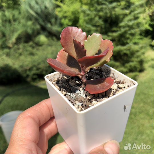 Суккуленты