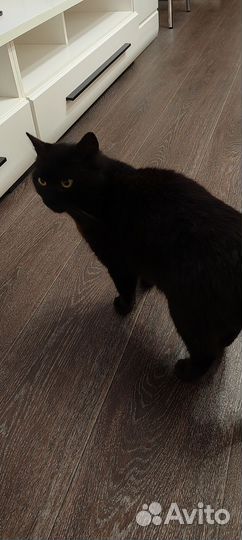 Ласковая кошечка