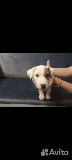 Джек Рассел терьер