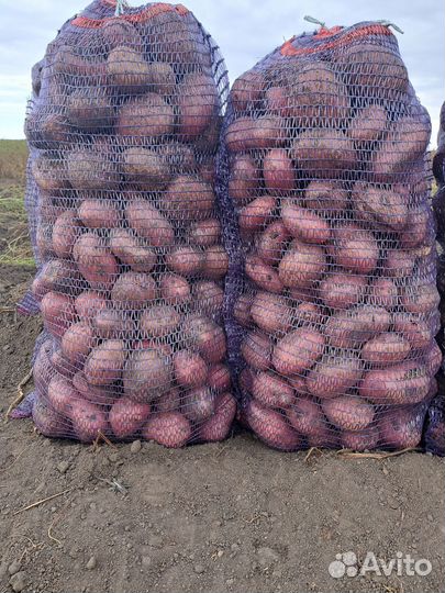 Продам картофель