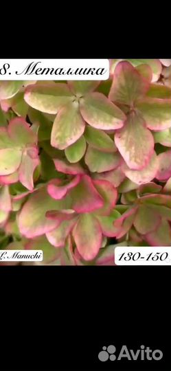 Гортензия Металлика Новинка