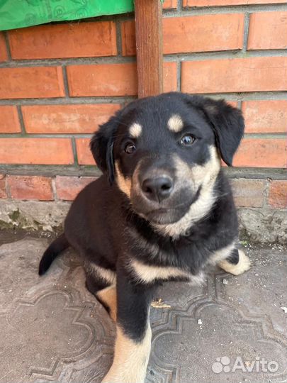 Щенок в добрые руки