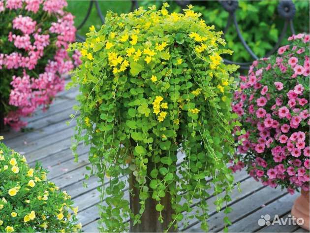 Вербейник монетчатый Много