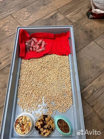 Декоративная крыса