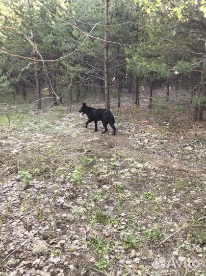 Вязка Кобель Вео