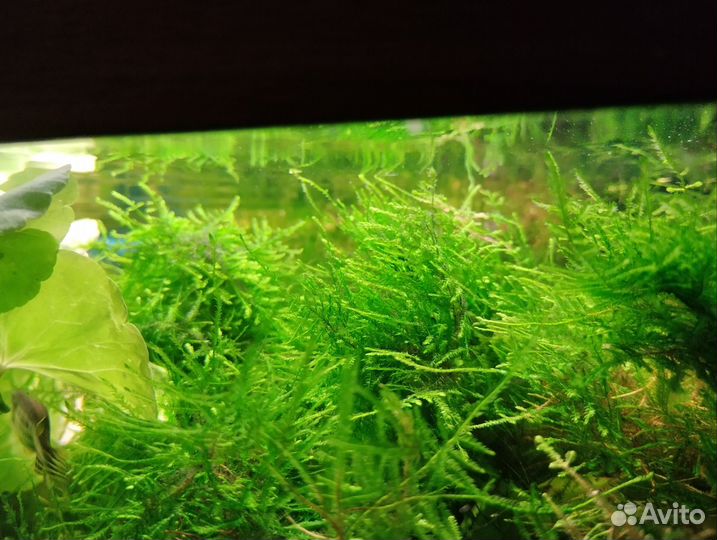 Криптокорина, мох, щитолистник