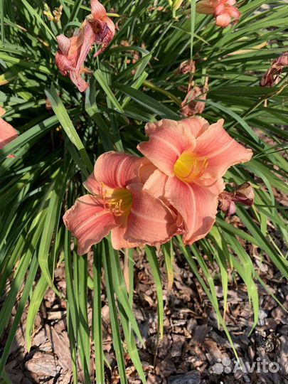 Продам лилейник