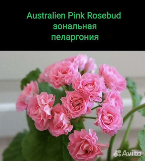 Герань розебудная