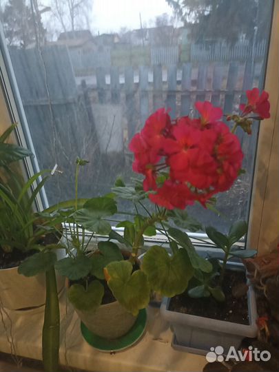 Комнатные цветы