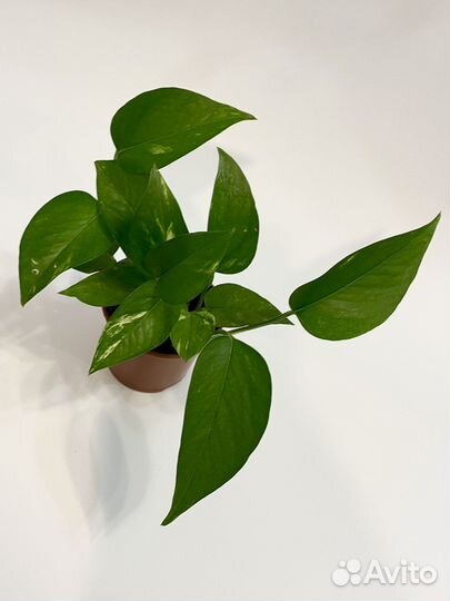 Эпипремнум