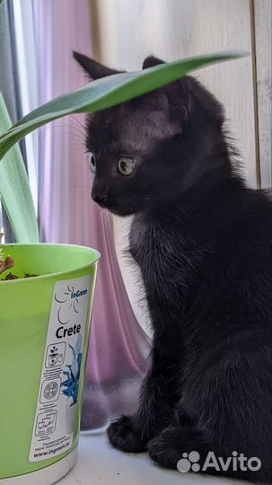 Котенок в дар бесплатно