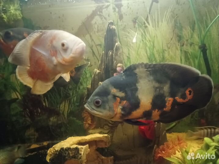 Аквариумные рыбы