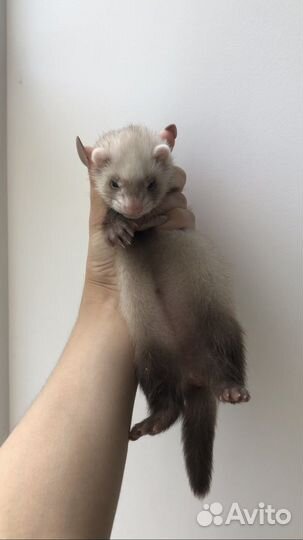 Хорьки из питомника