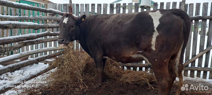 Корова дойная