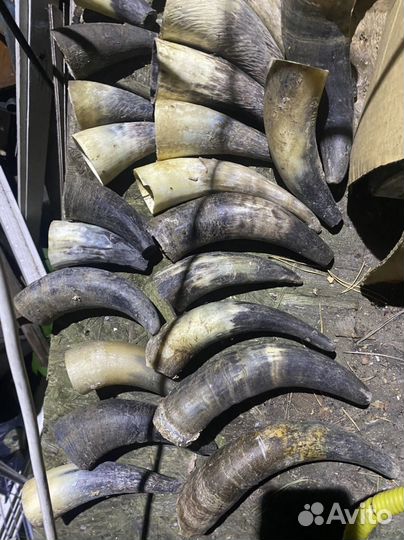 Рога коровы и козьи