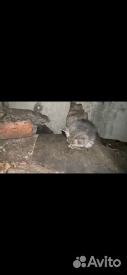 Кошка котята в дар