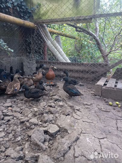 Китайские перепела, яица фазана инкубационное