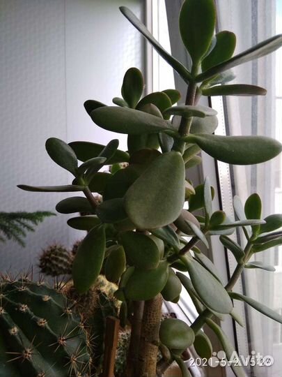 Крассула толстянка