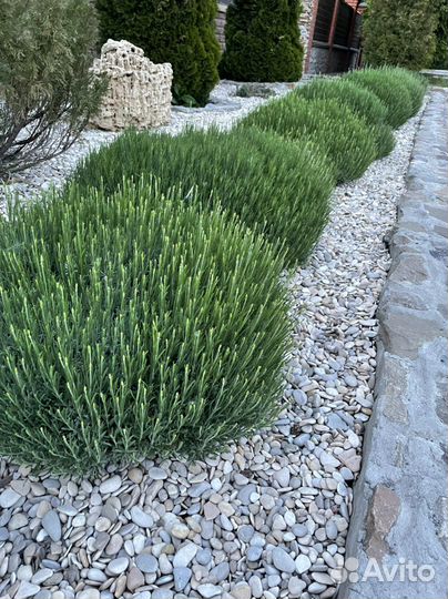 Лаванда саженцы