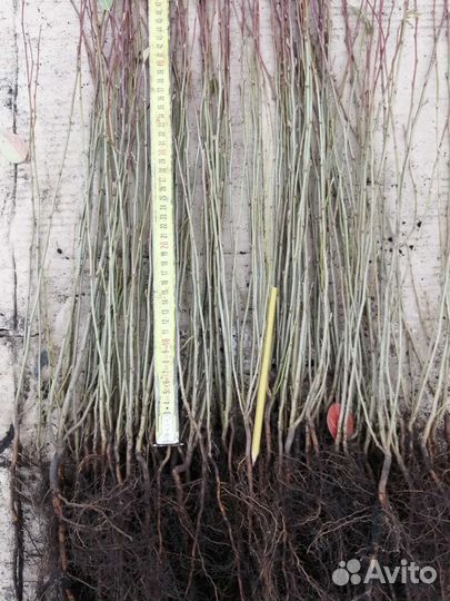 Кизильник блестящий-сеянцы