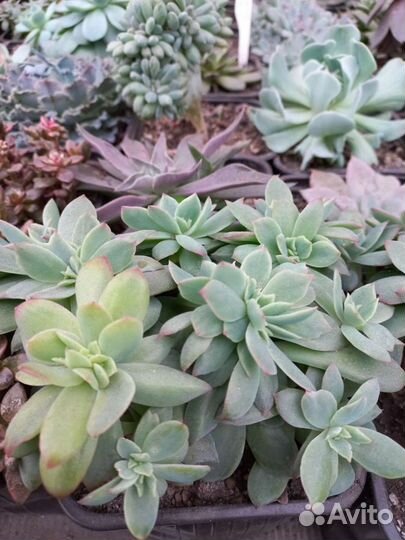 Эхеверии, кактусы и другие суккуленты из питомника