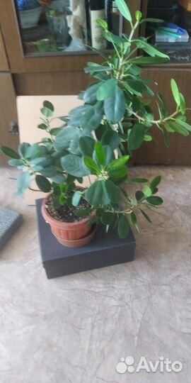 Комнатные цветы