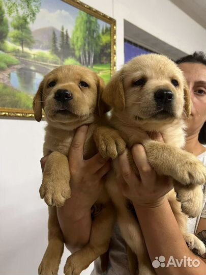 Щенки лабрадора