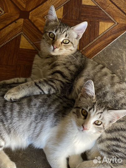 Кошки в добрые руки)