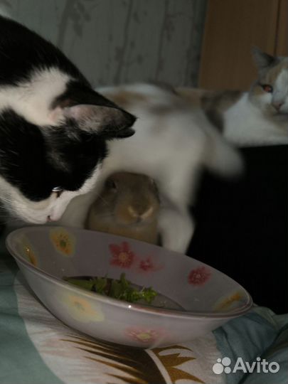 Декоративные кролики