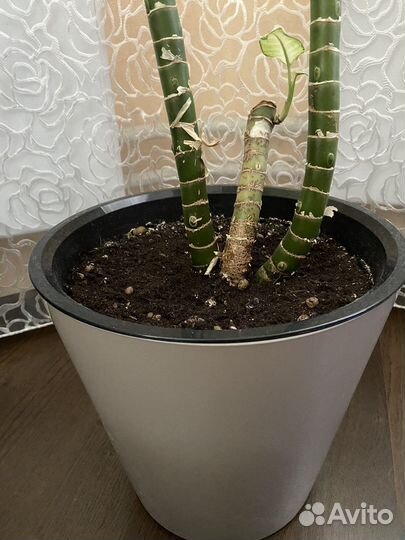 Диффенбахия